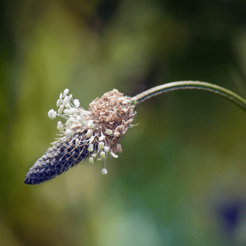 Ribwort plantain (Plantago  lanceolata)